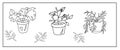 A set of cute Doodle pictures of flower pots. Potted rose, monstera, twigs with leaves. Isolated images on a white background.